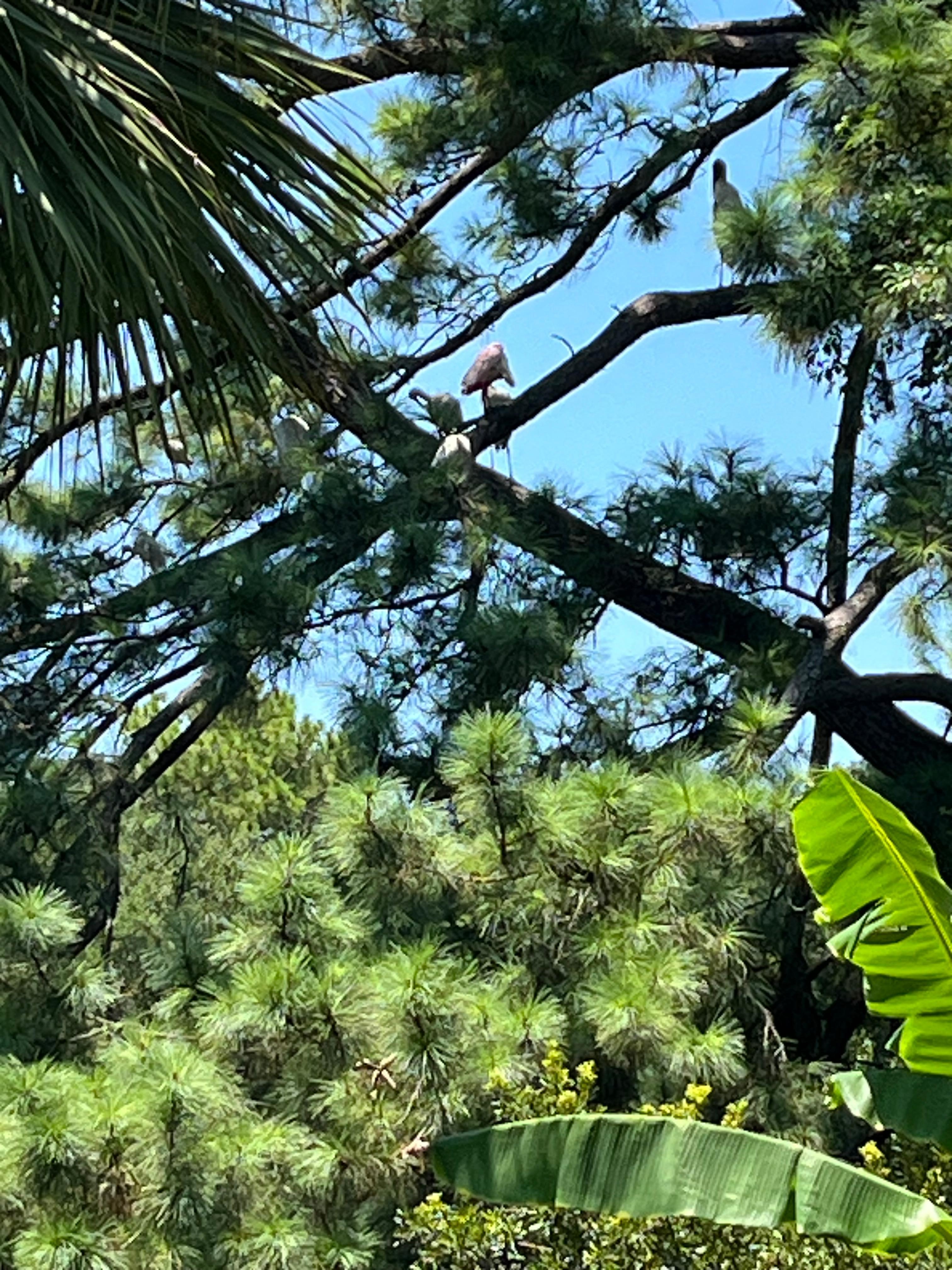 The wildlife in the back yard!