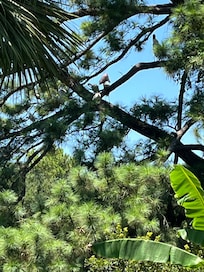 The wildlife in the back yard!