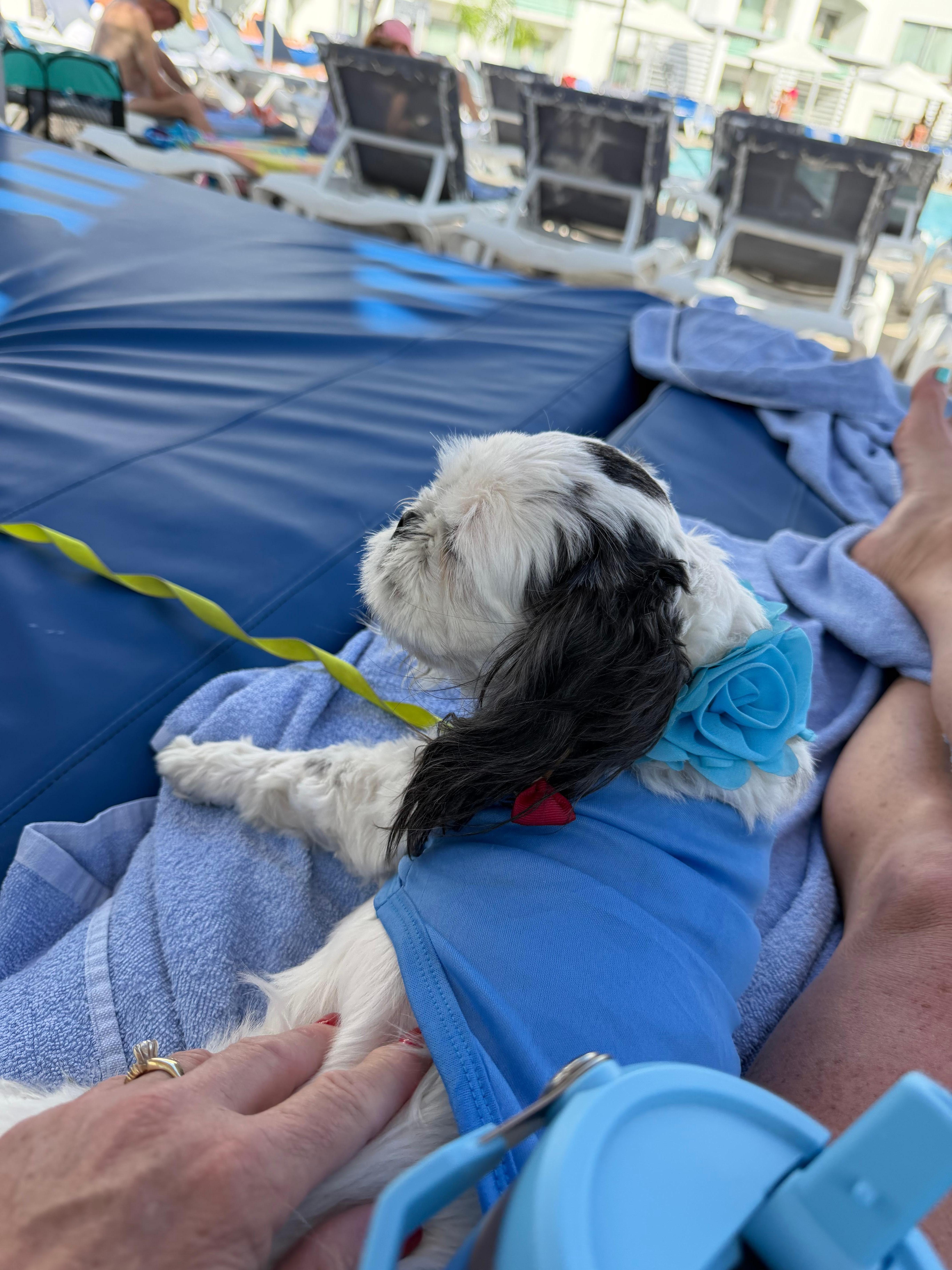 Was greeted by the cutest pup ever at the pool! 