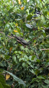 One of the resident iguanas