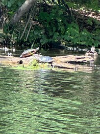 Turtles.. sights by kayak