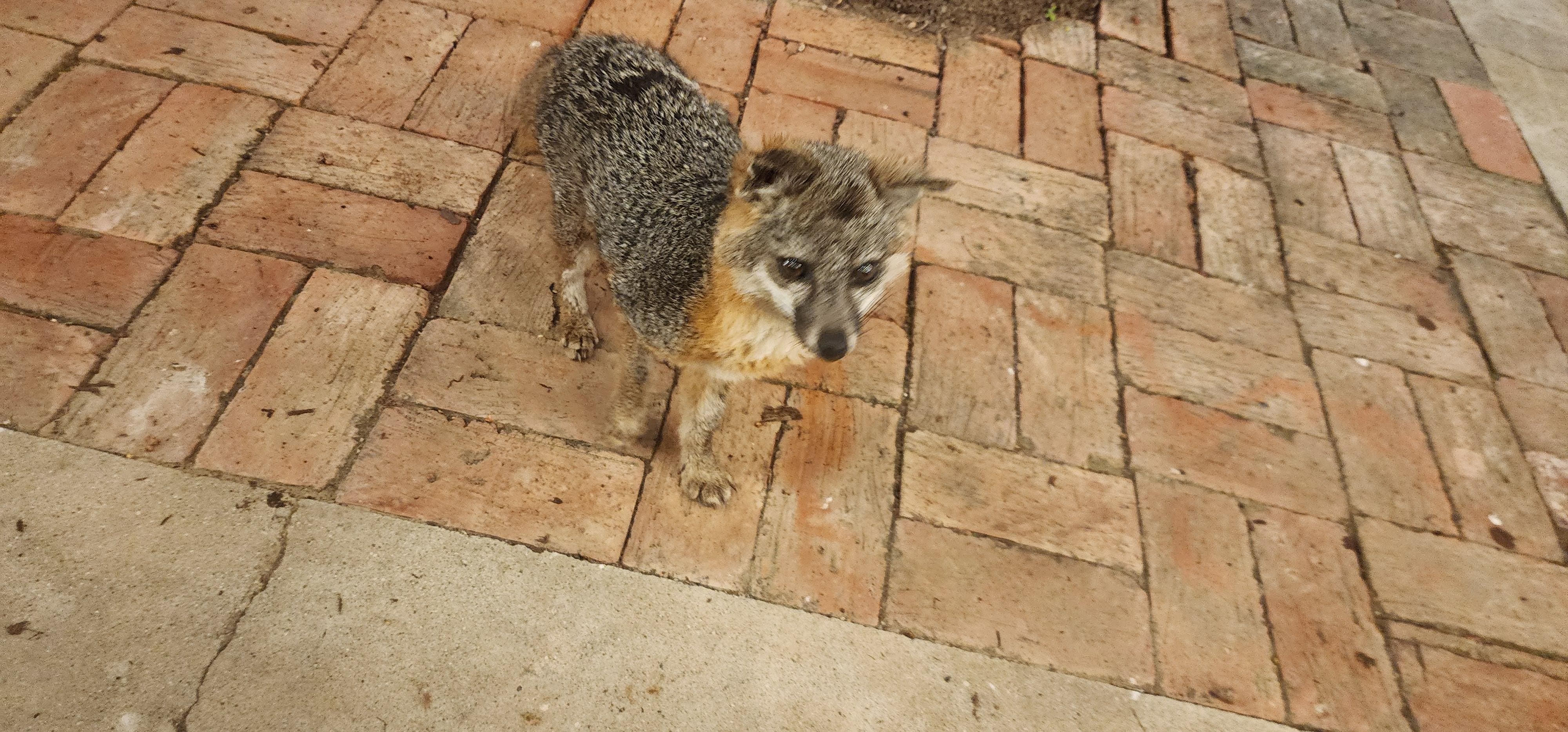 Friendly little fox that came around during wine and cheese hour 