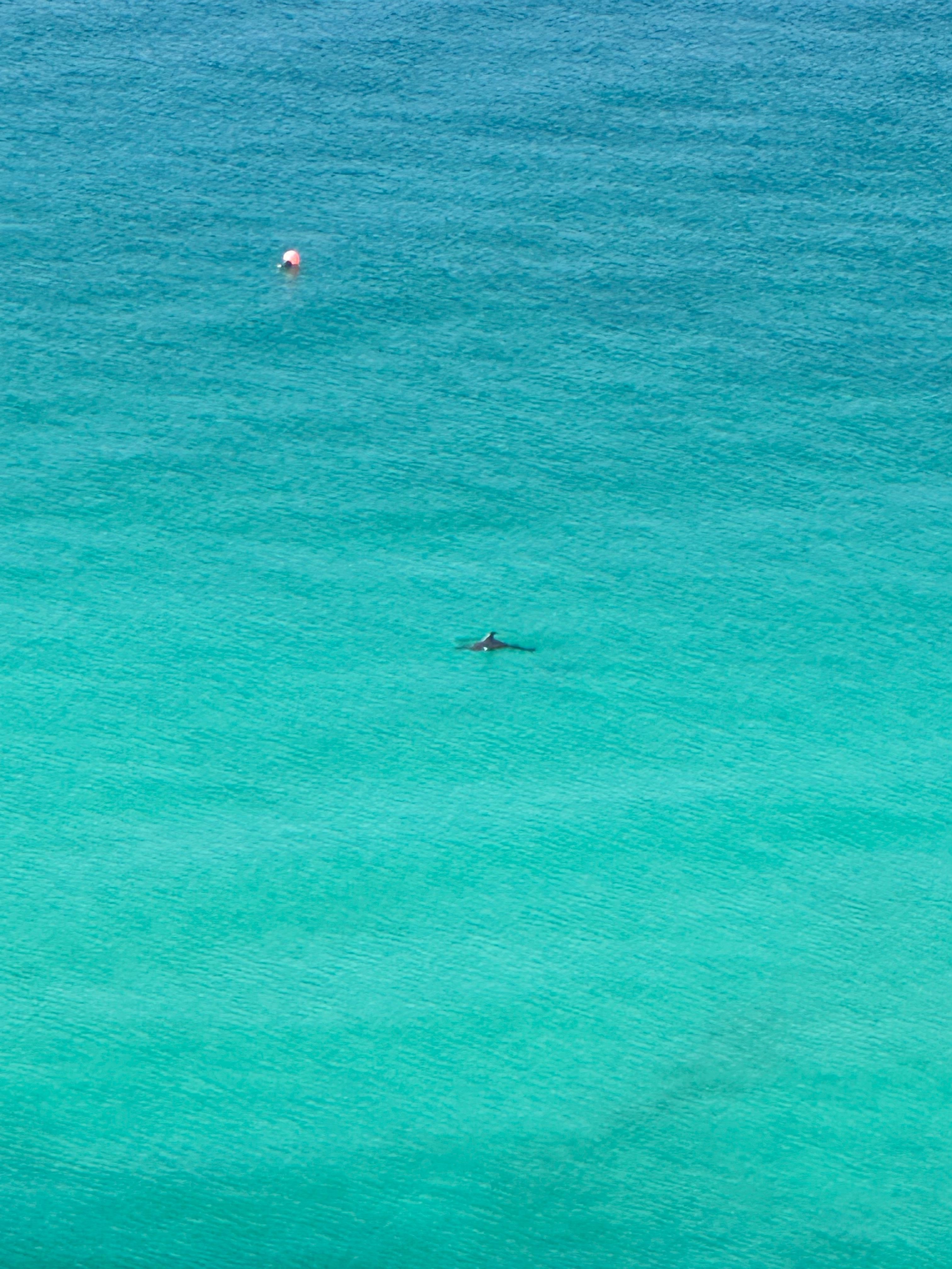 Dolphin from balcony. 