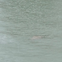 Stingray just chilling in the bay.