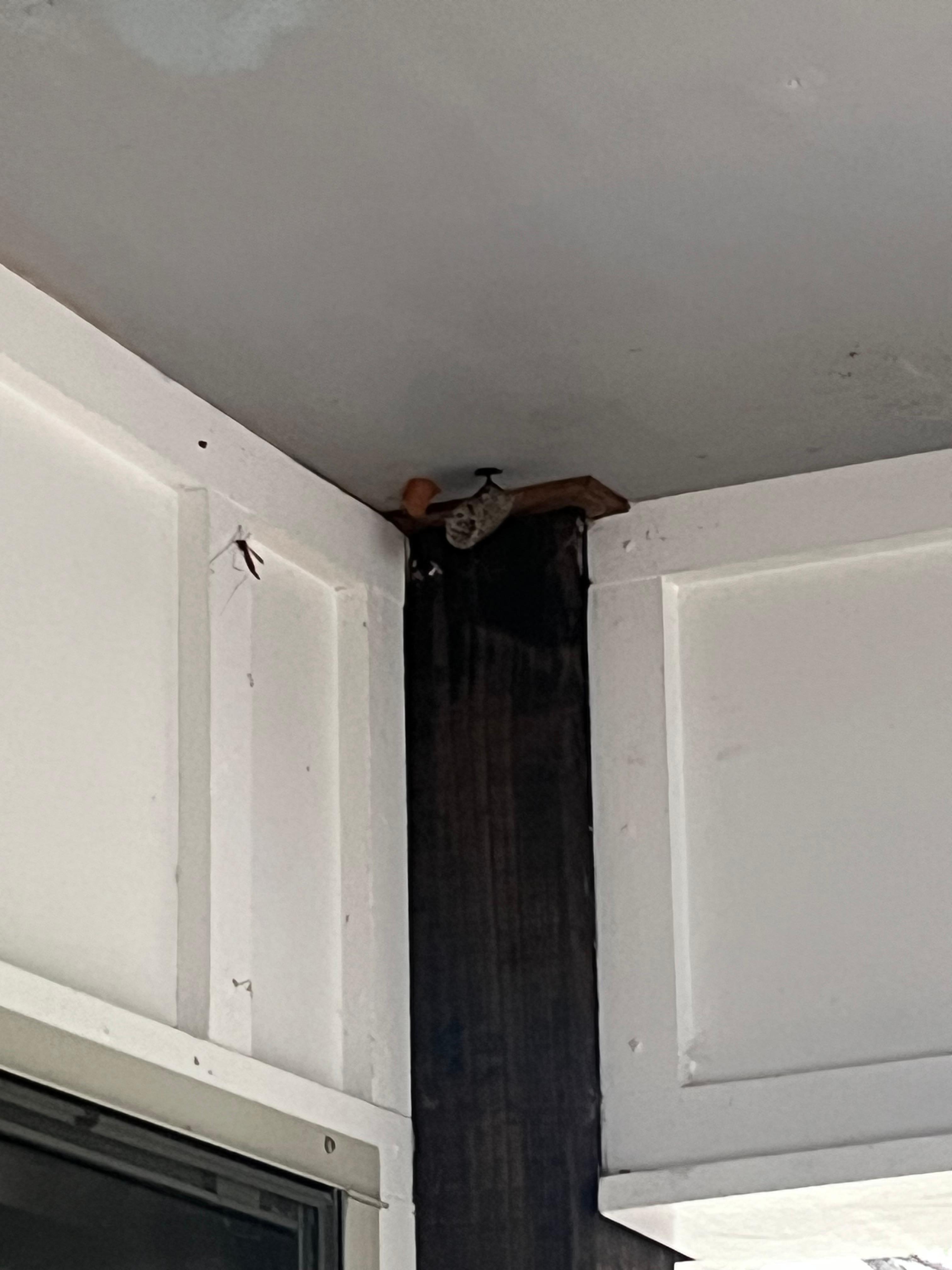 Active wasp nests 