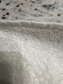 Ants