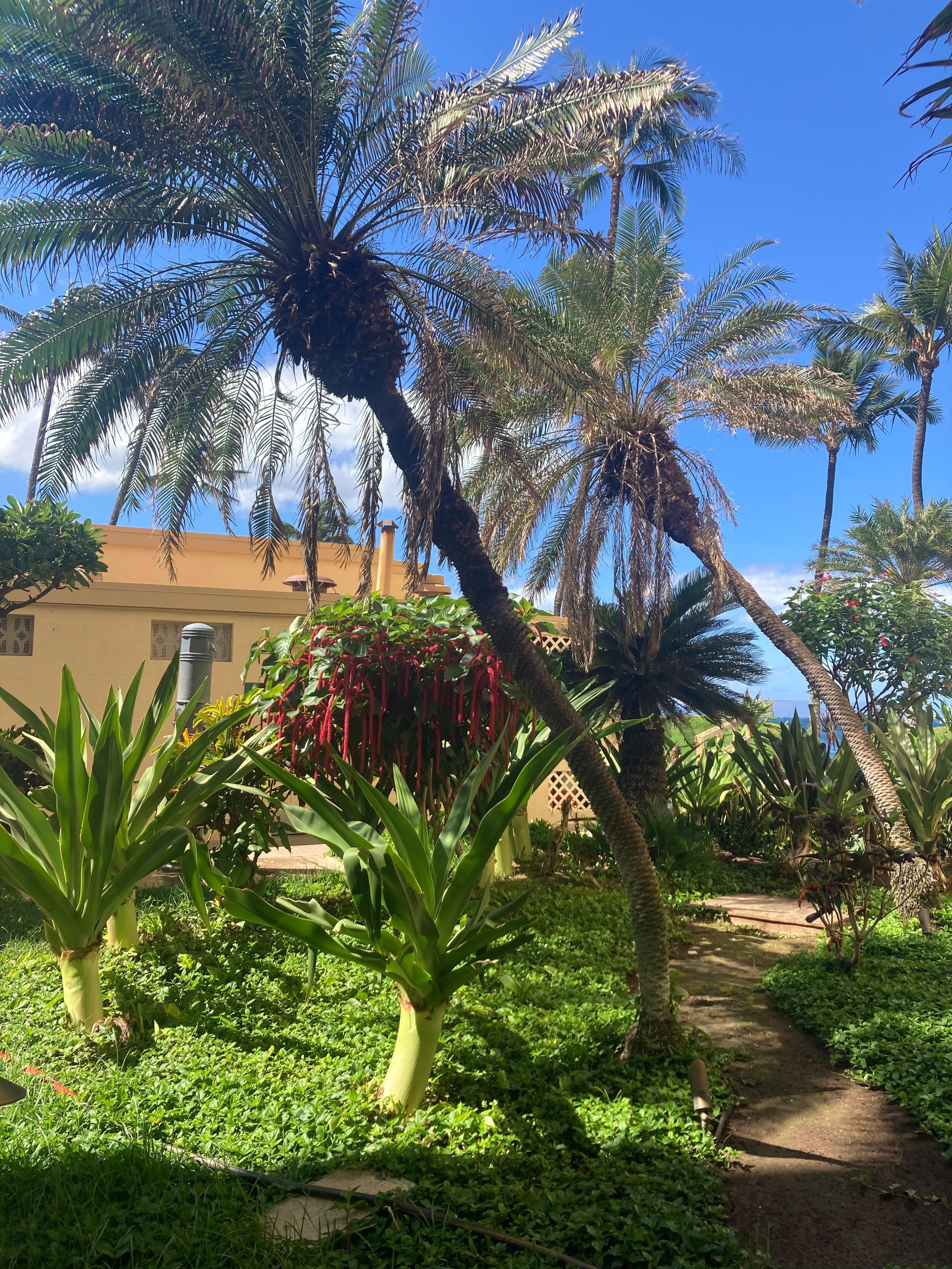 Plants on property