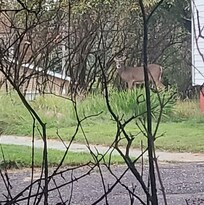 Deer in the yard nextdoor