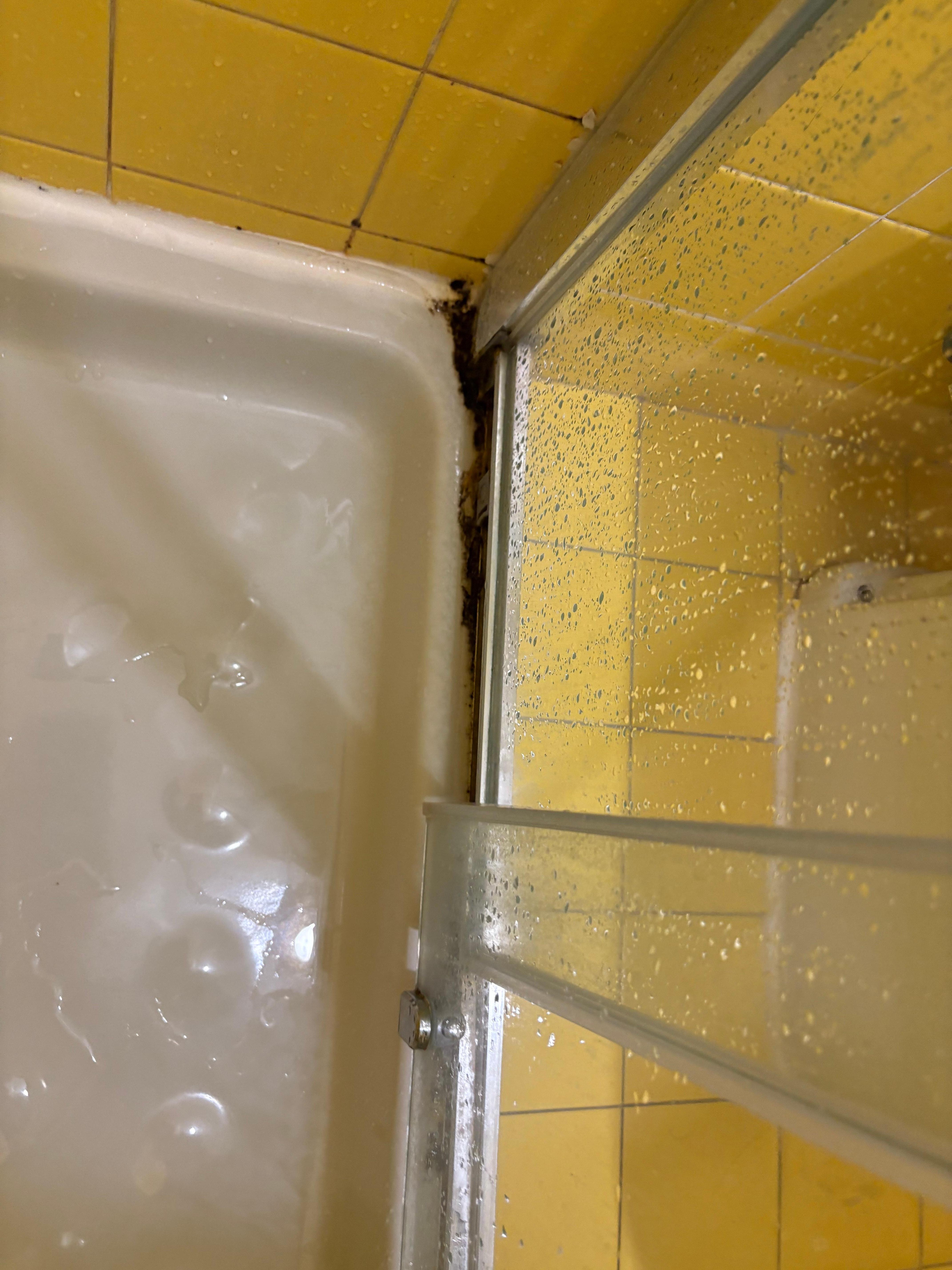 Shower mold. 