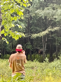 Can you find the elk?