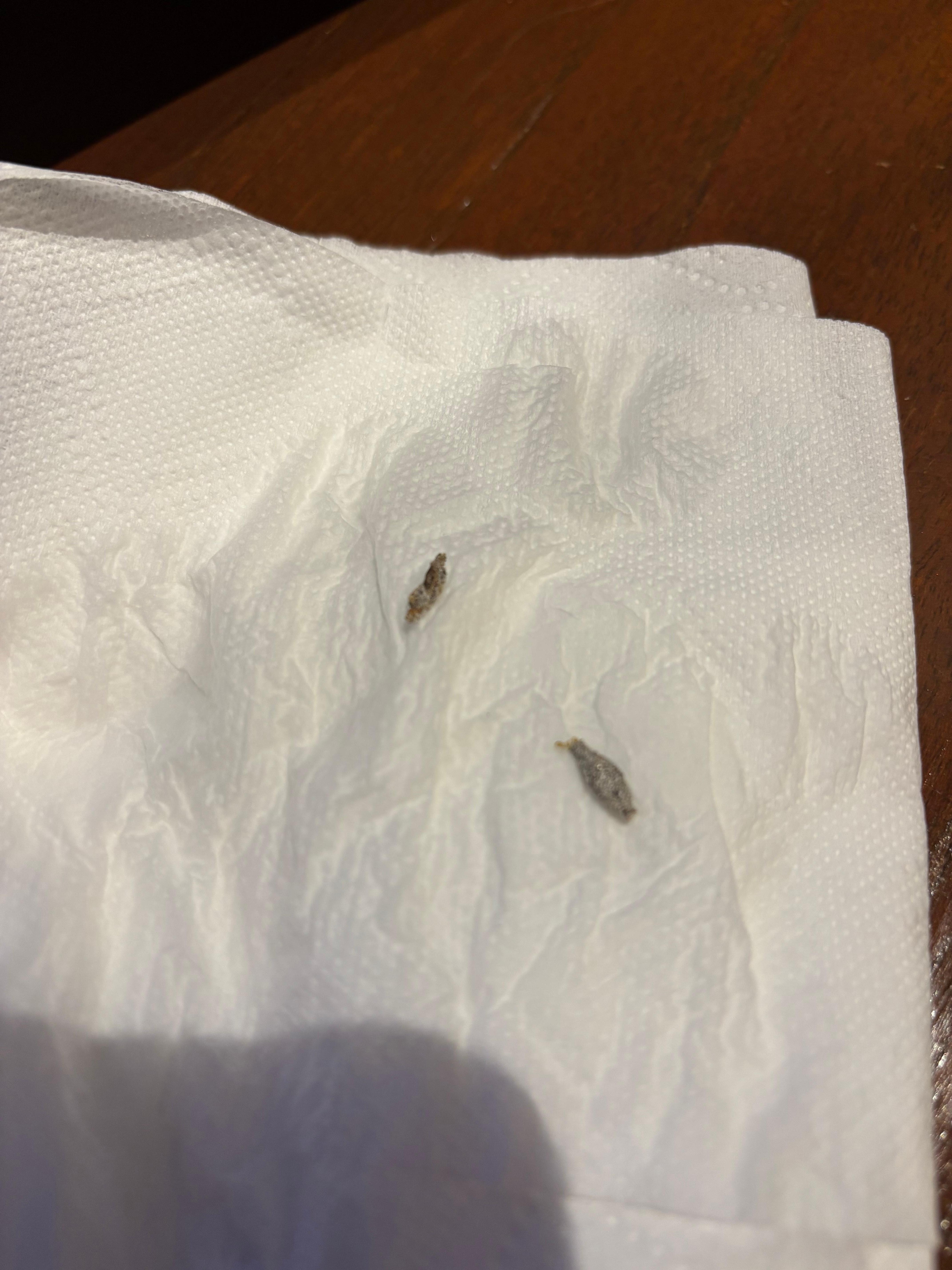 Dead insects in the room