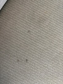 Carpet stained