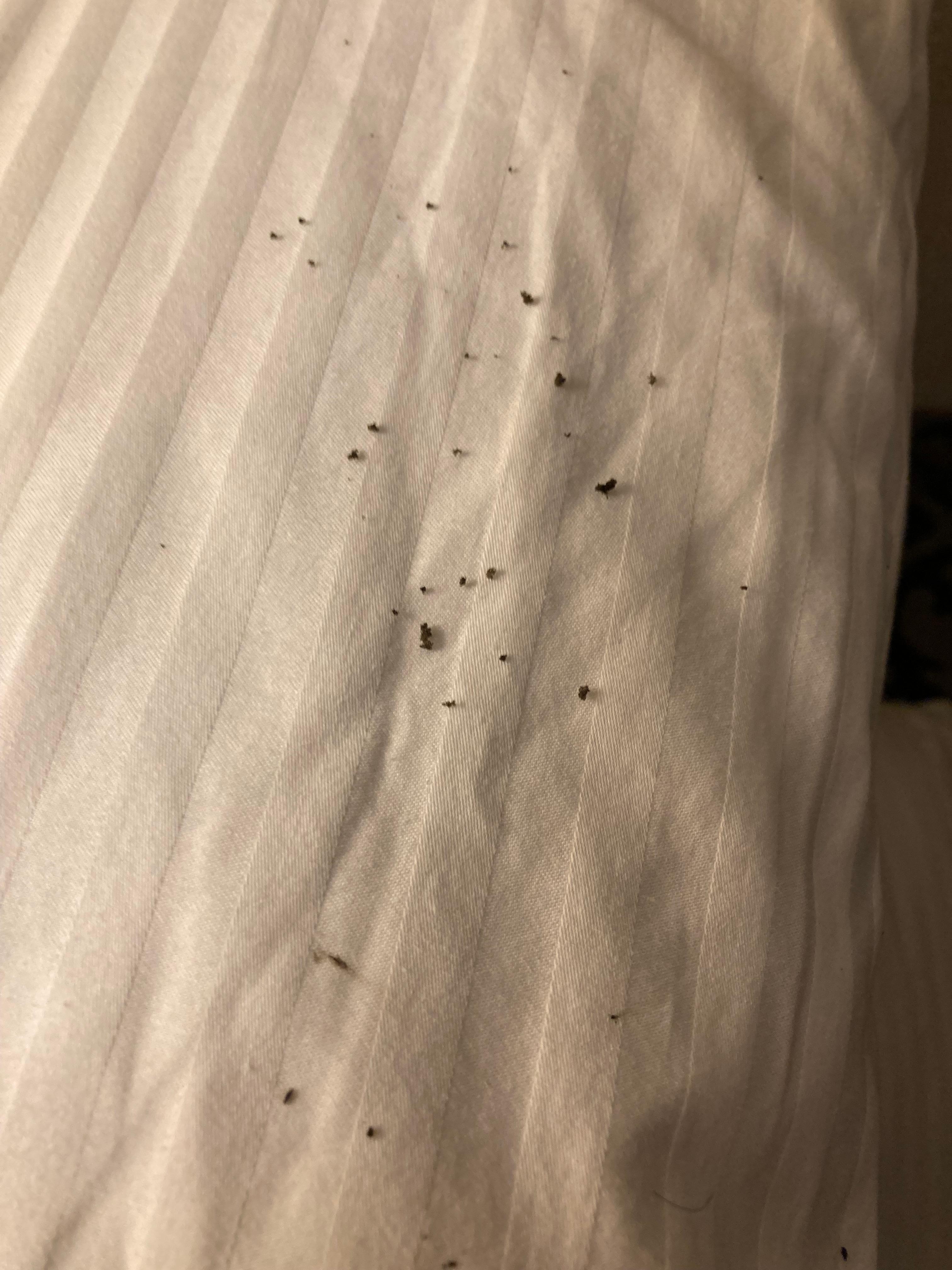 The pillow case.  The sheets on the bed looked the same.