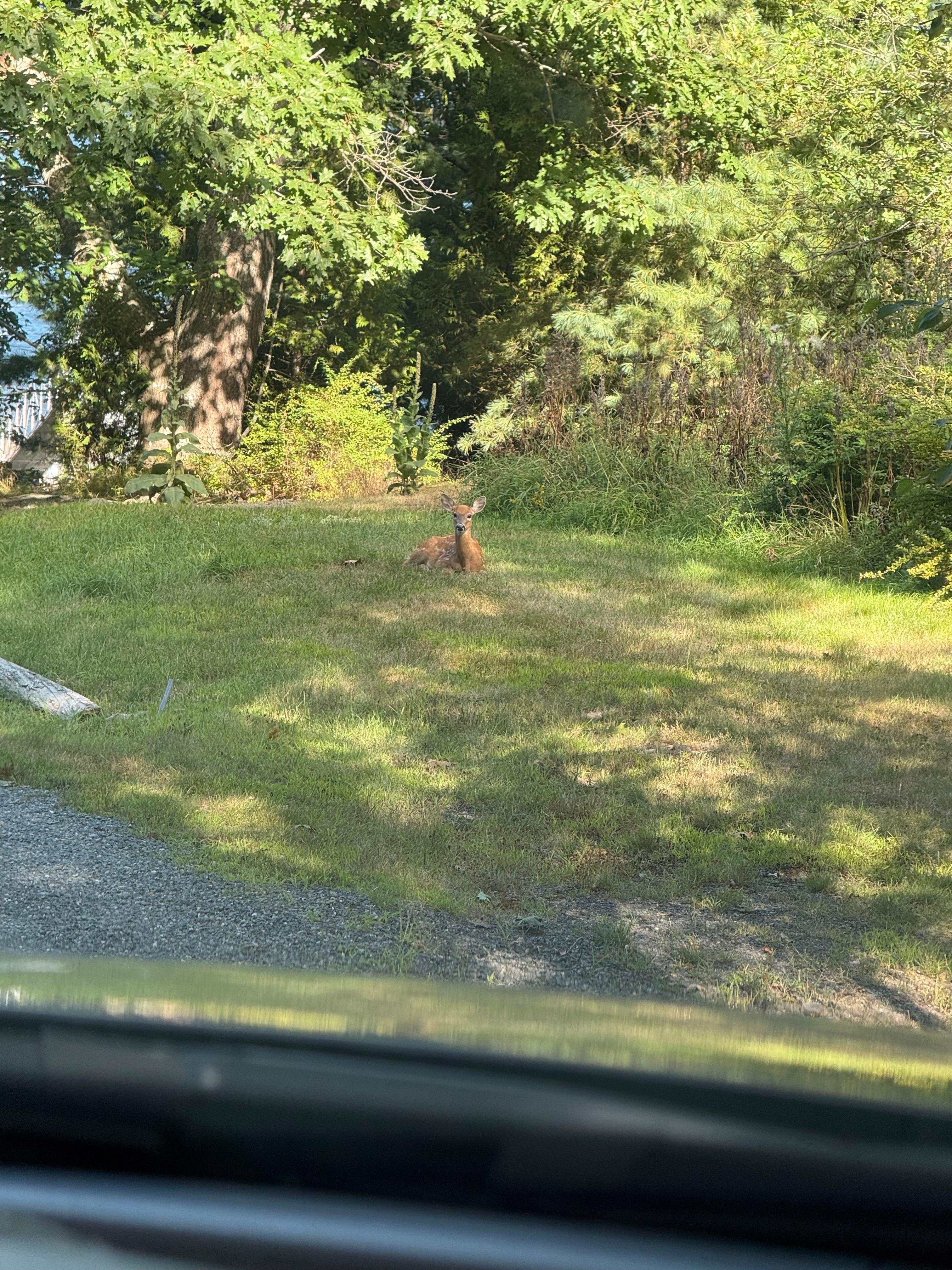 Resident deer
