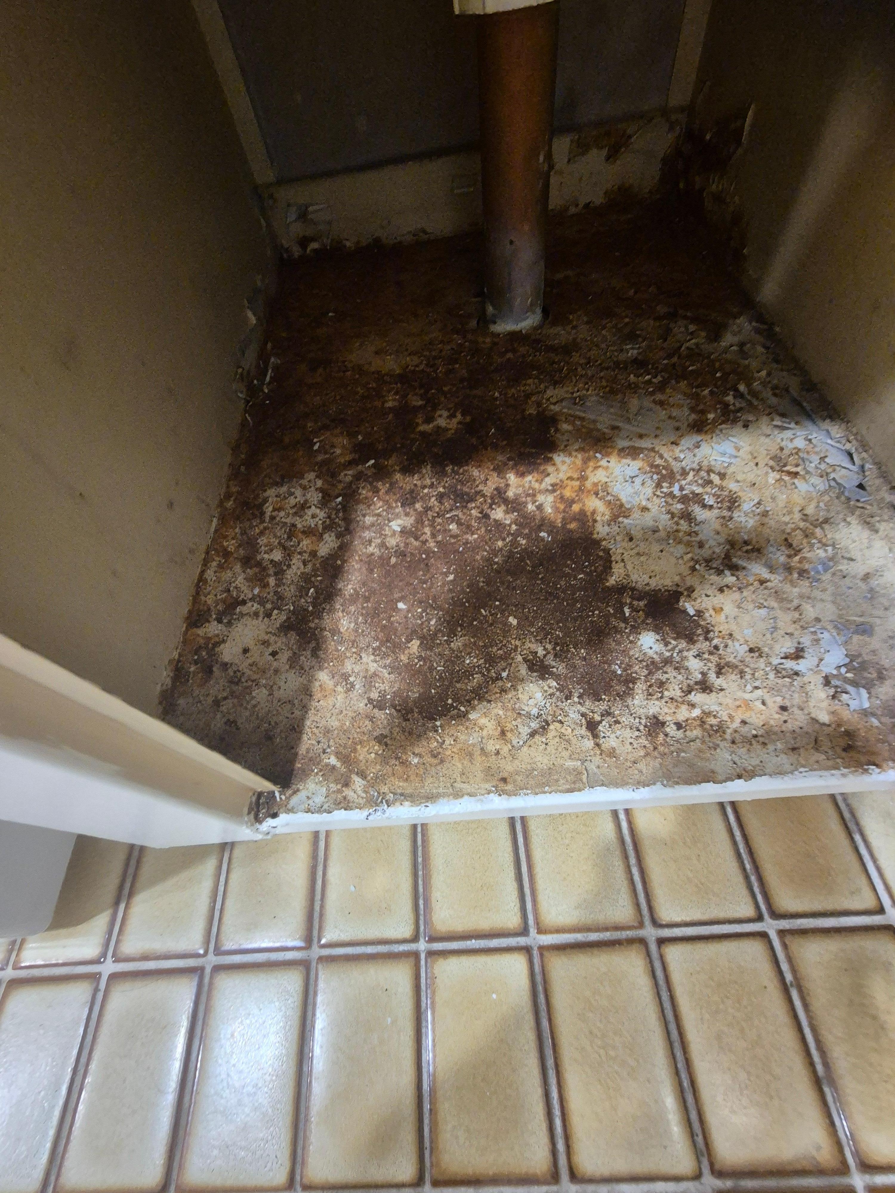 Under laundry sink, mold and rust