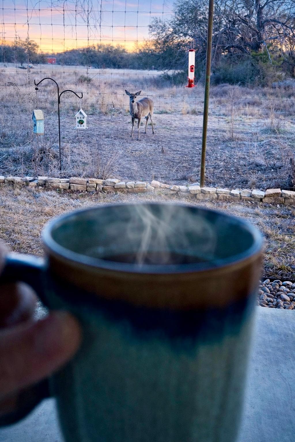 Daily ritual to have morning coffee with the deer