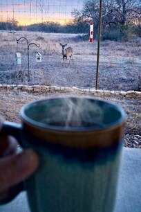 Daily ritual to have morning coffee with the deer