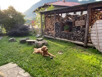 Hond bewaakt houtvoorraad voor hottub in de tuin
