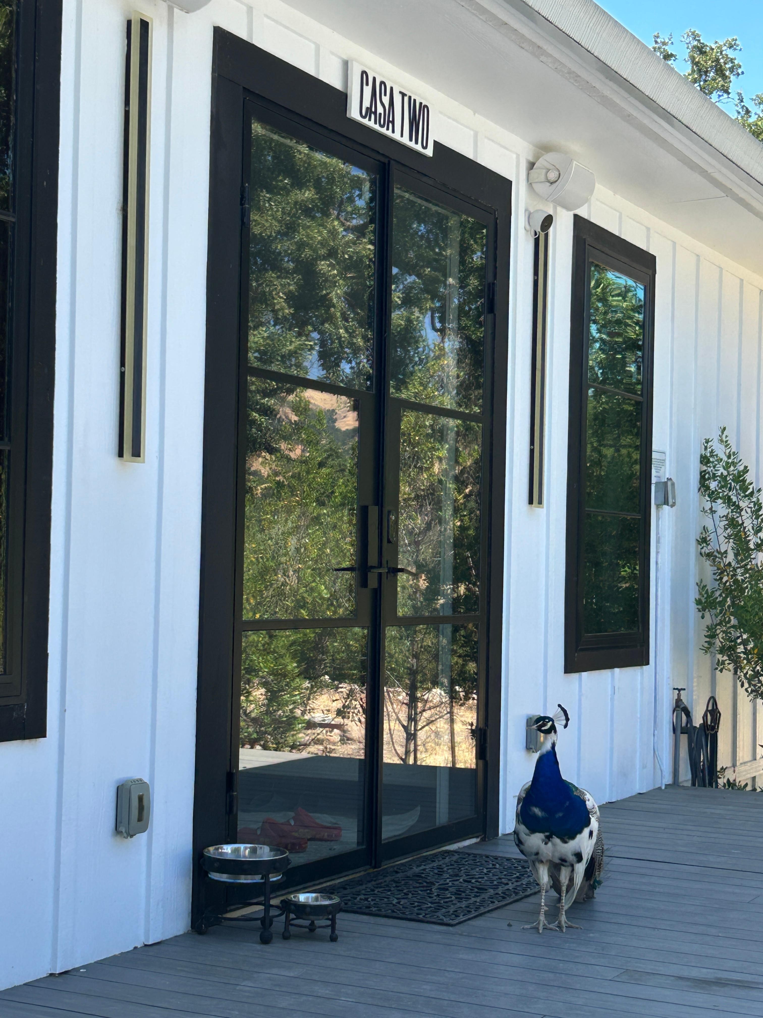 A visitor at our door every day.