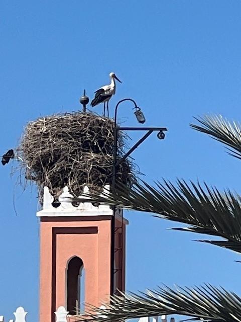 Stork's nest seen from the rooftop terrace of Riad Nafis