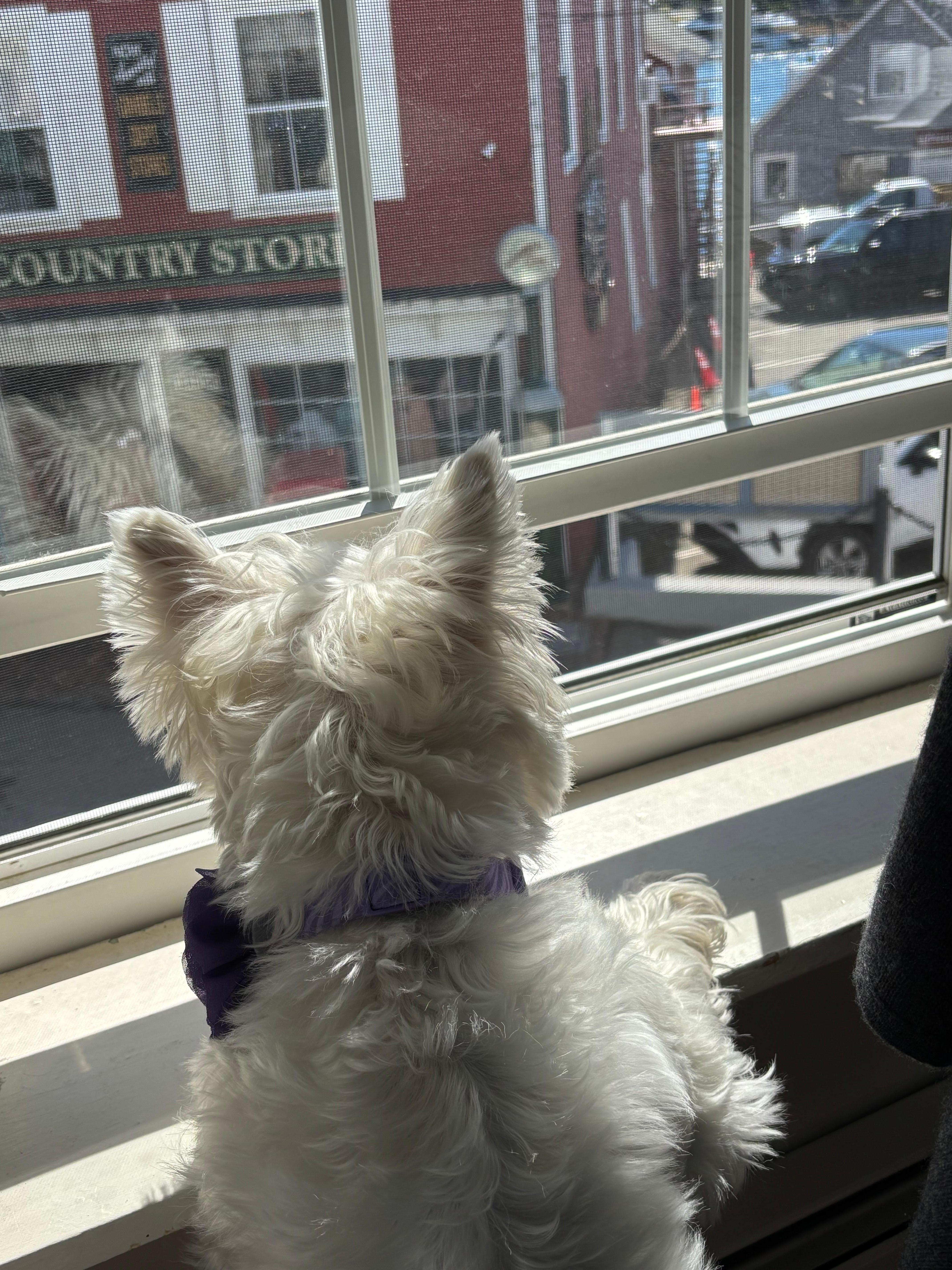 People watching over downtown BBH