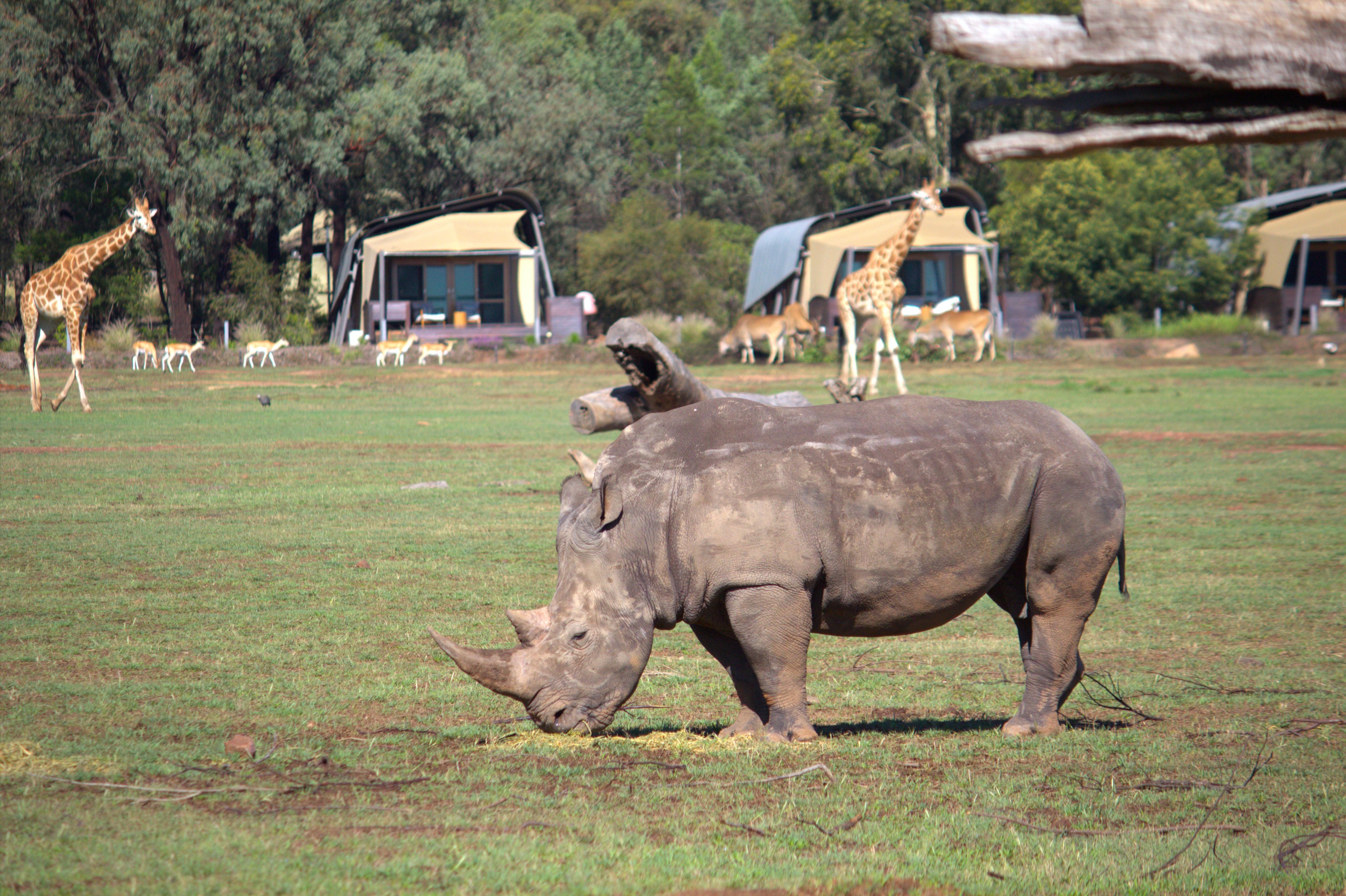 View back to safari lodges from within the enclosure (during safari)