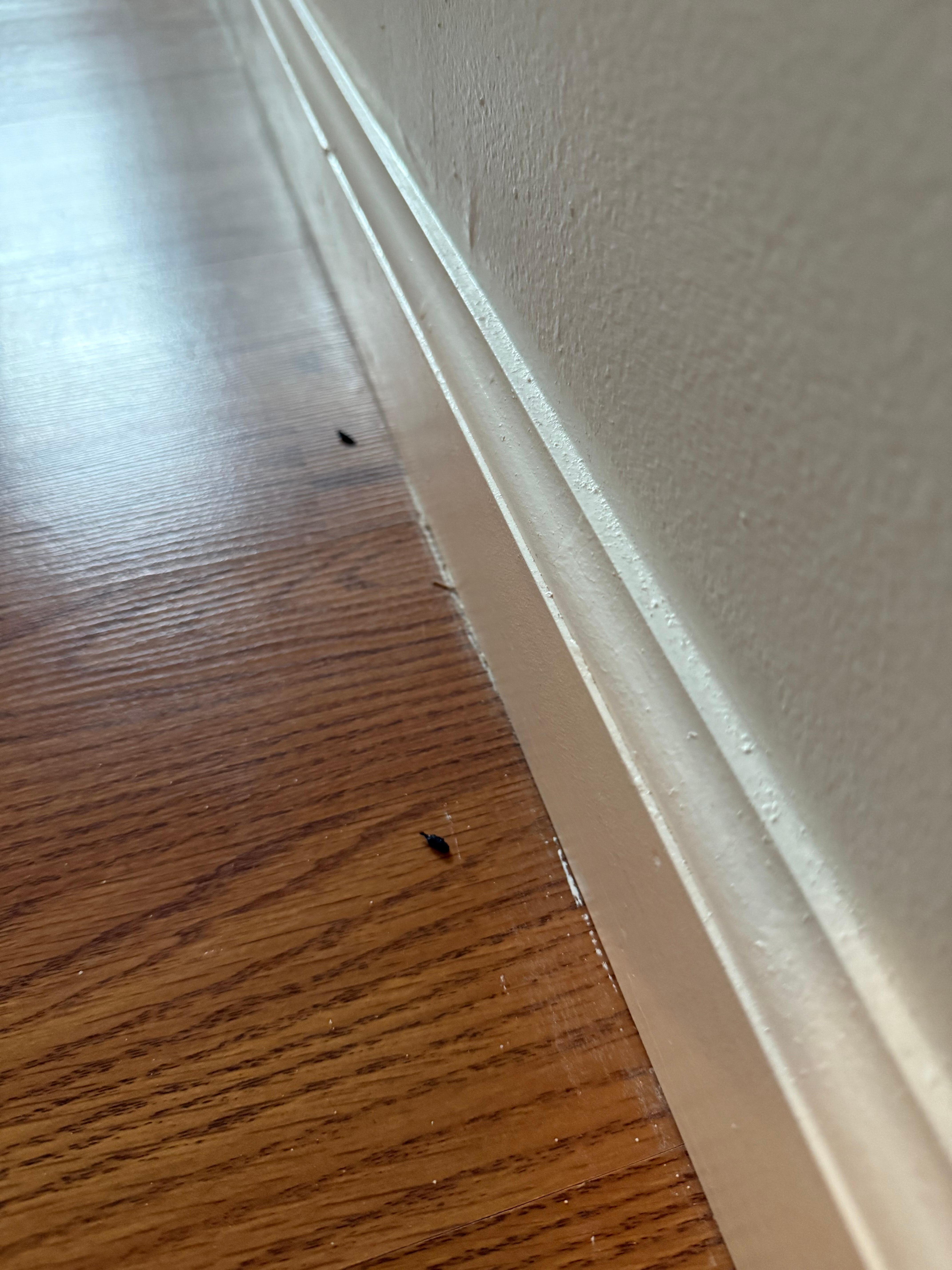 Mouse Droppings