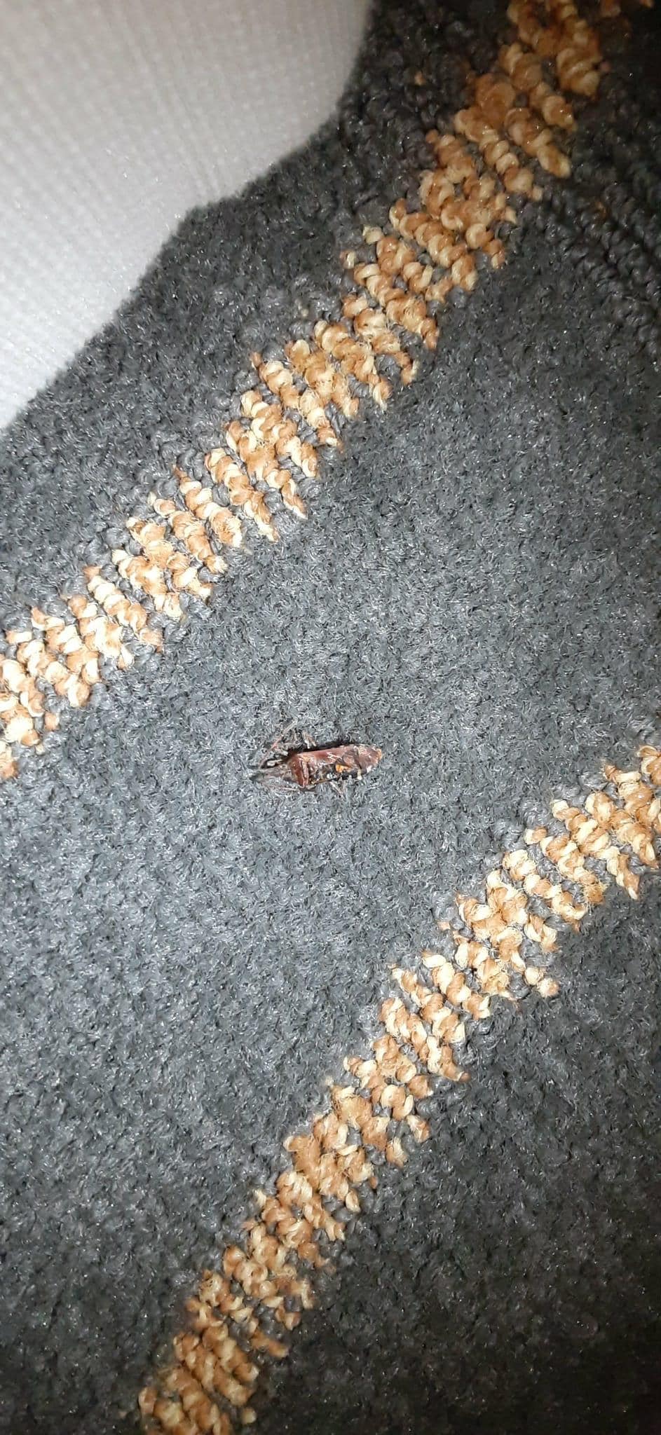 The live cockroach AFTER we smushed it!