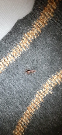 The live cockroach AFTER we smushed it!