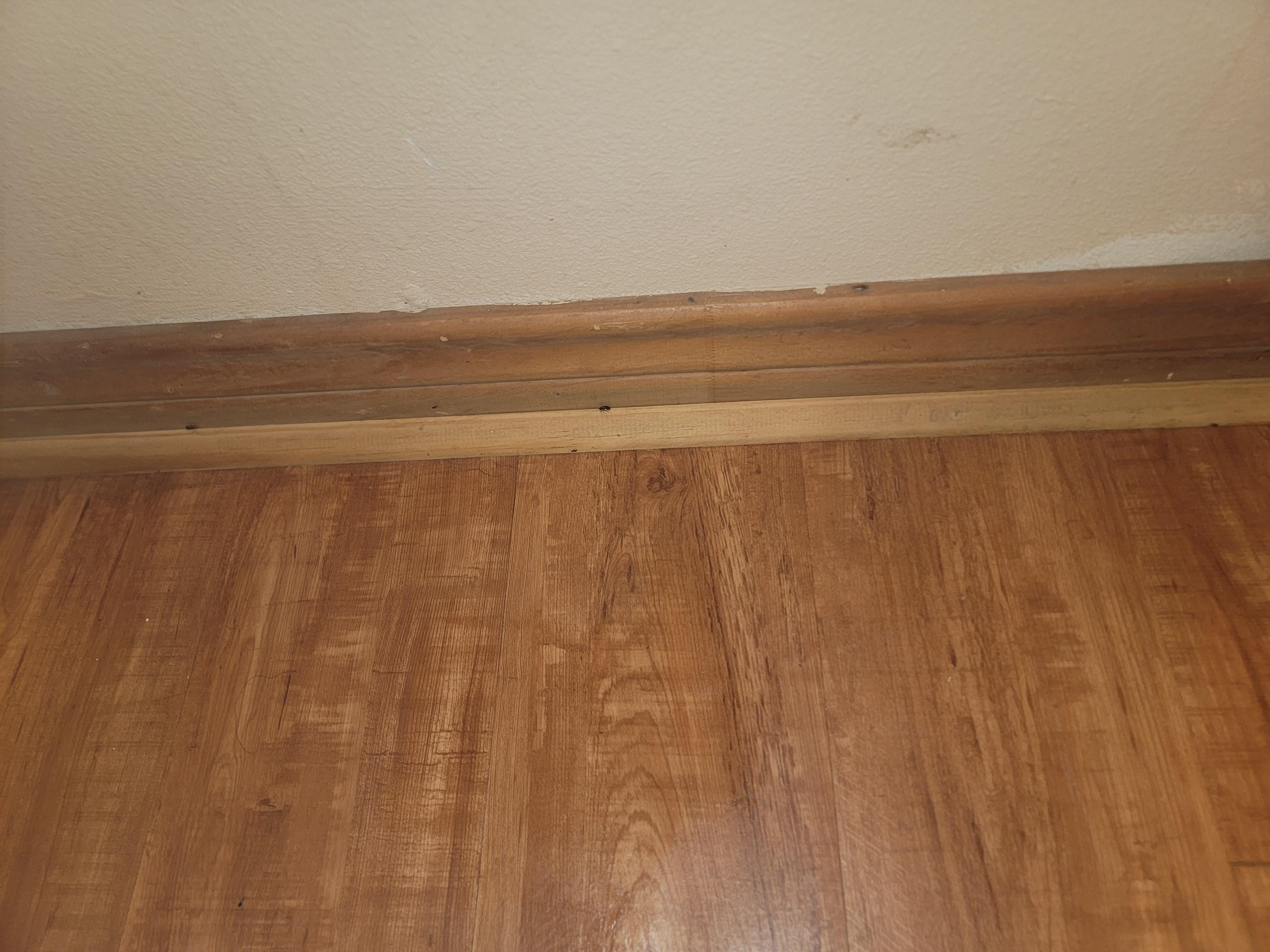 Roaches on wall between bedroom and bathroom