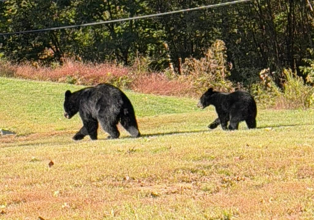On the road to the condo from Gatlinburg. 
