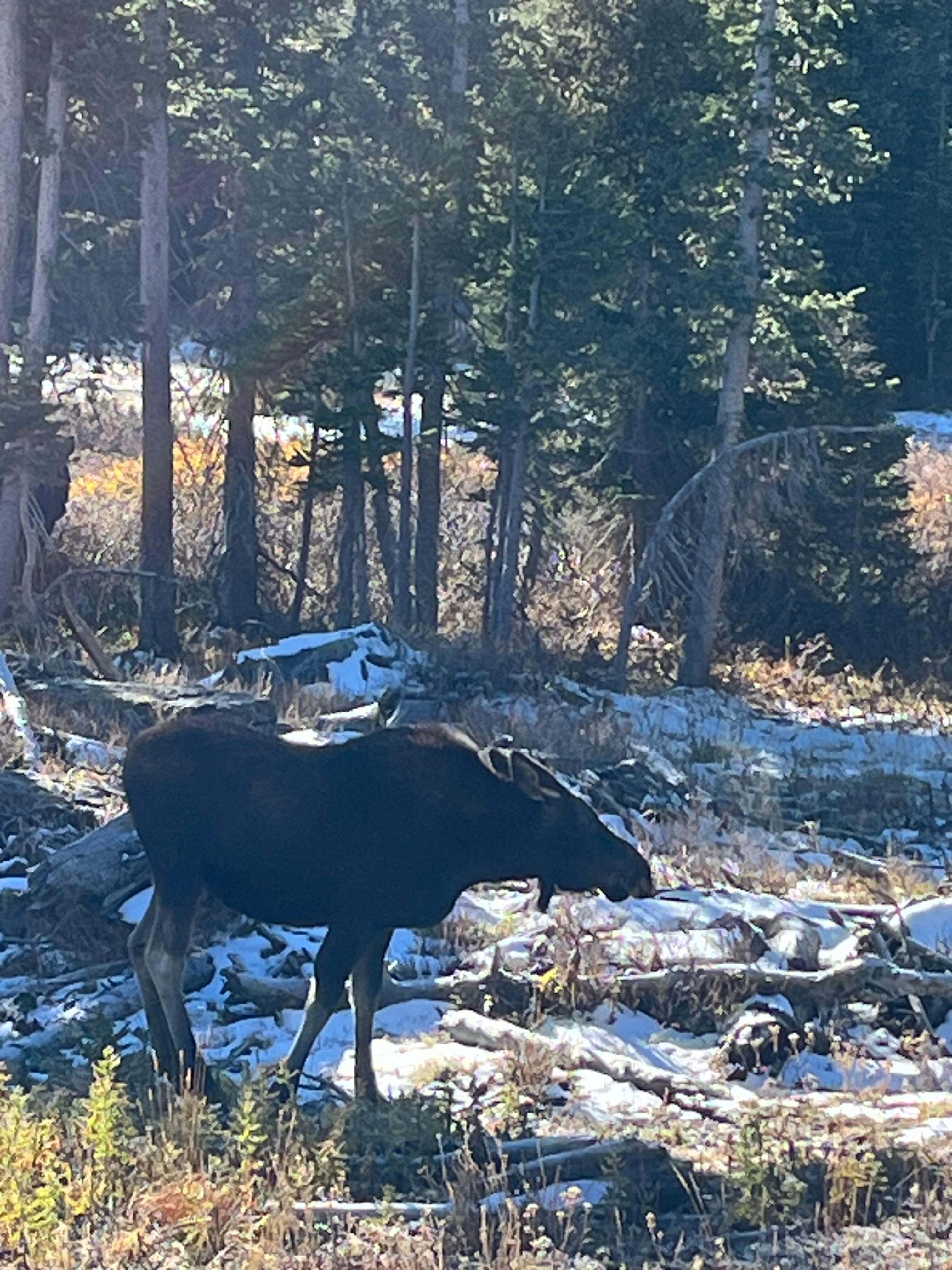 Snowy Mountain Range close to yurt