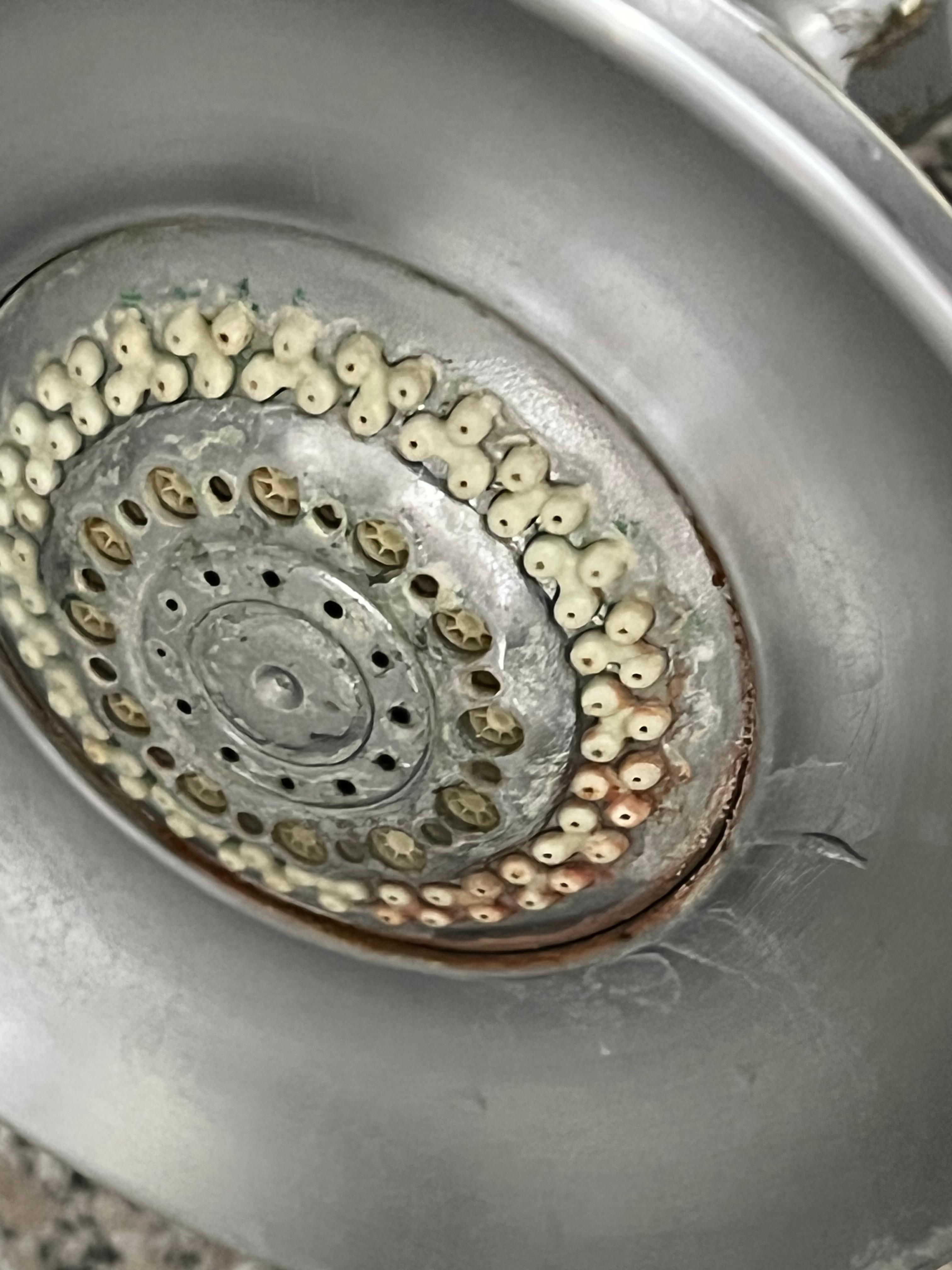 Shower Head