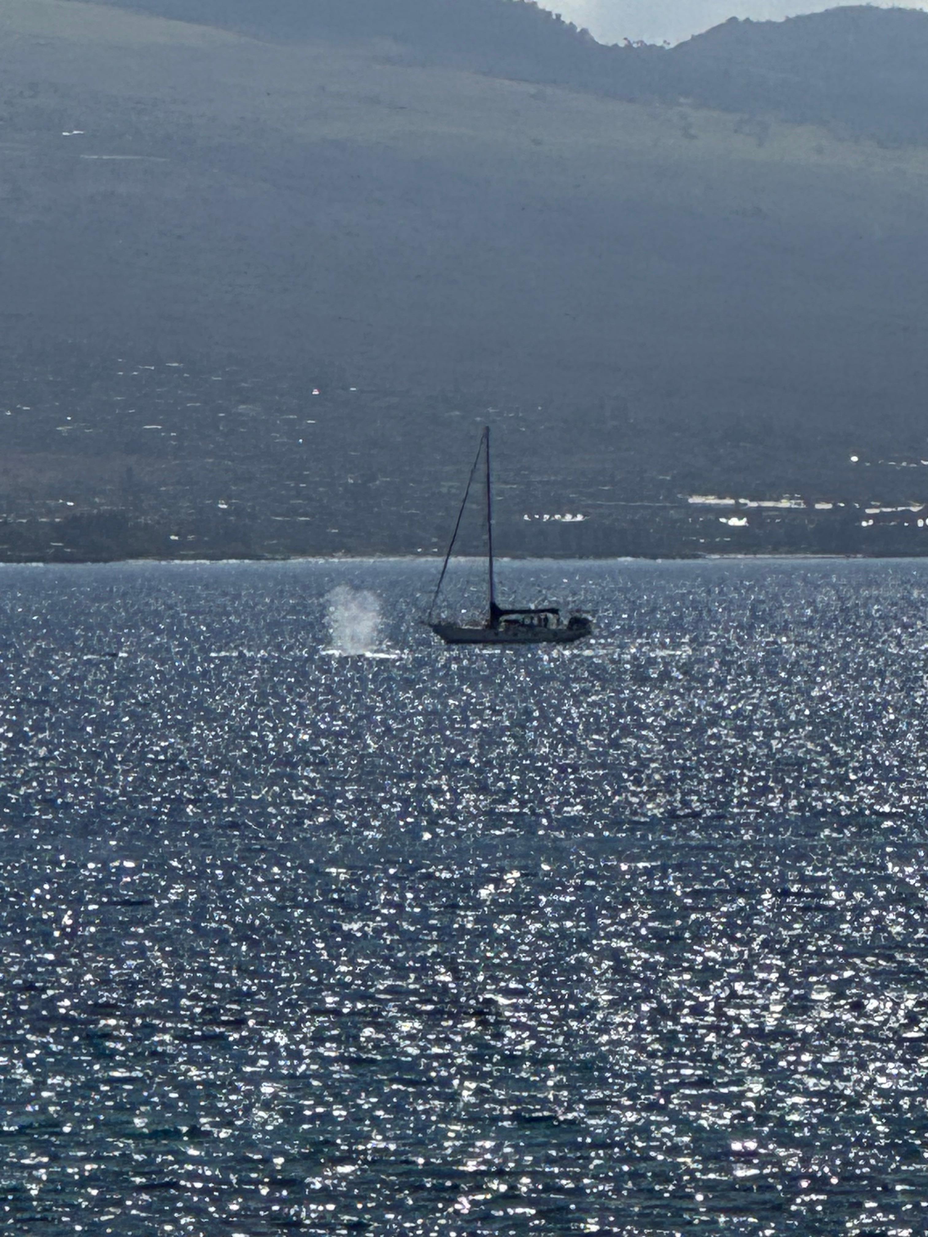 We could see whales right from the lanai