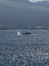 We could see whales right from the lanai