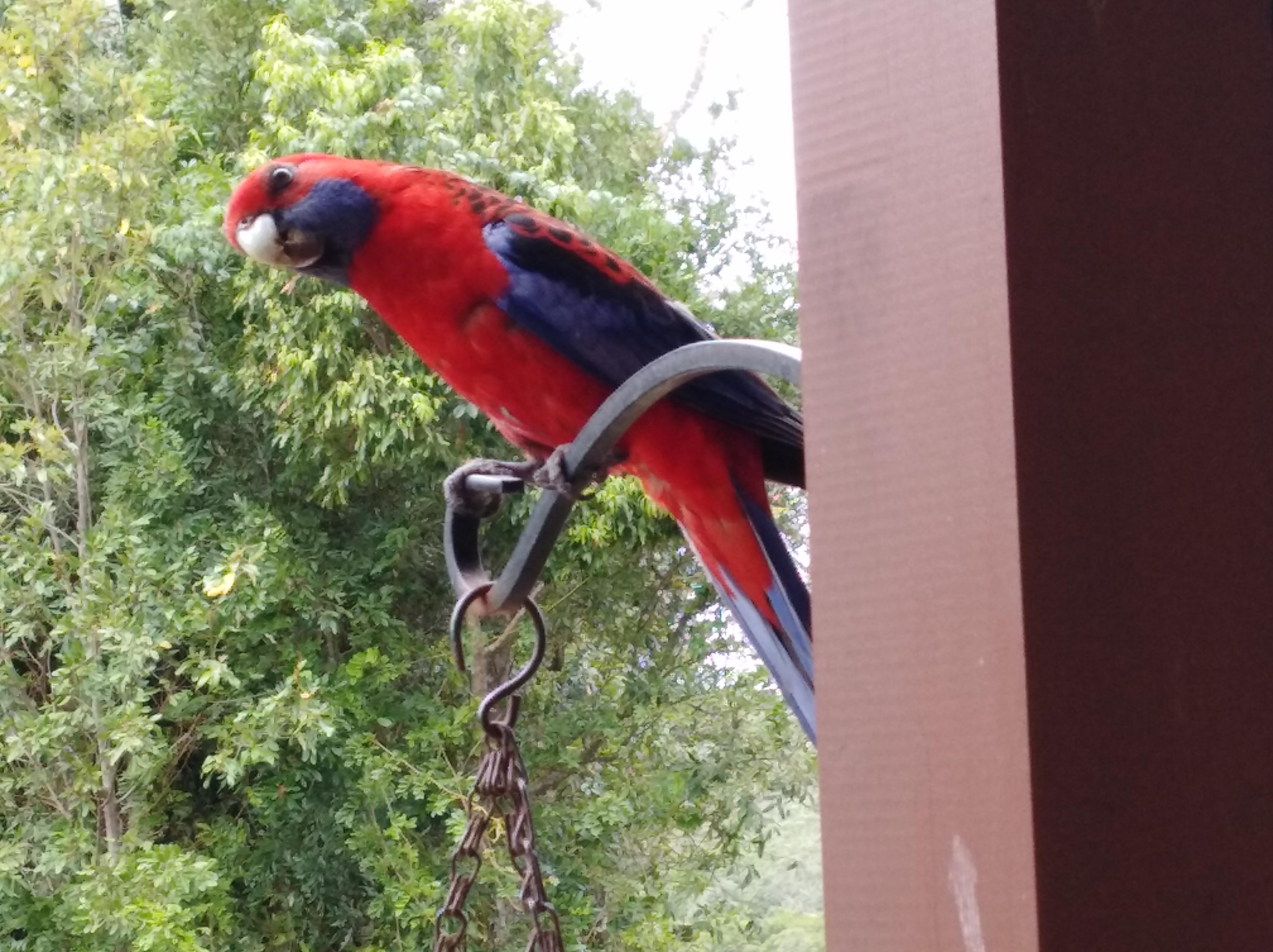 Rosella waiting for more birdseed