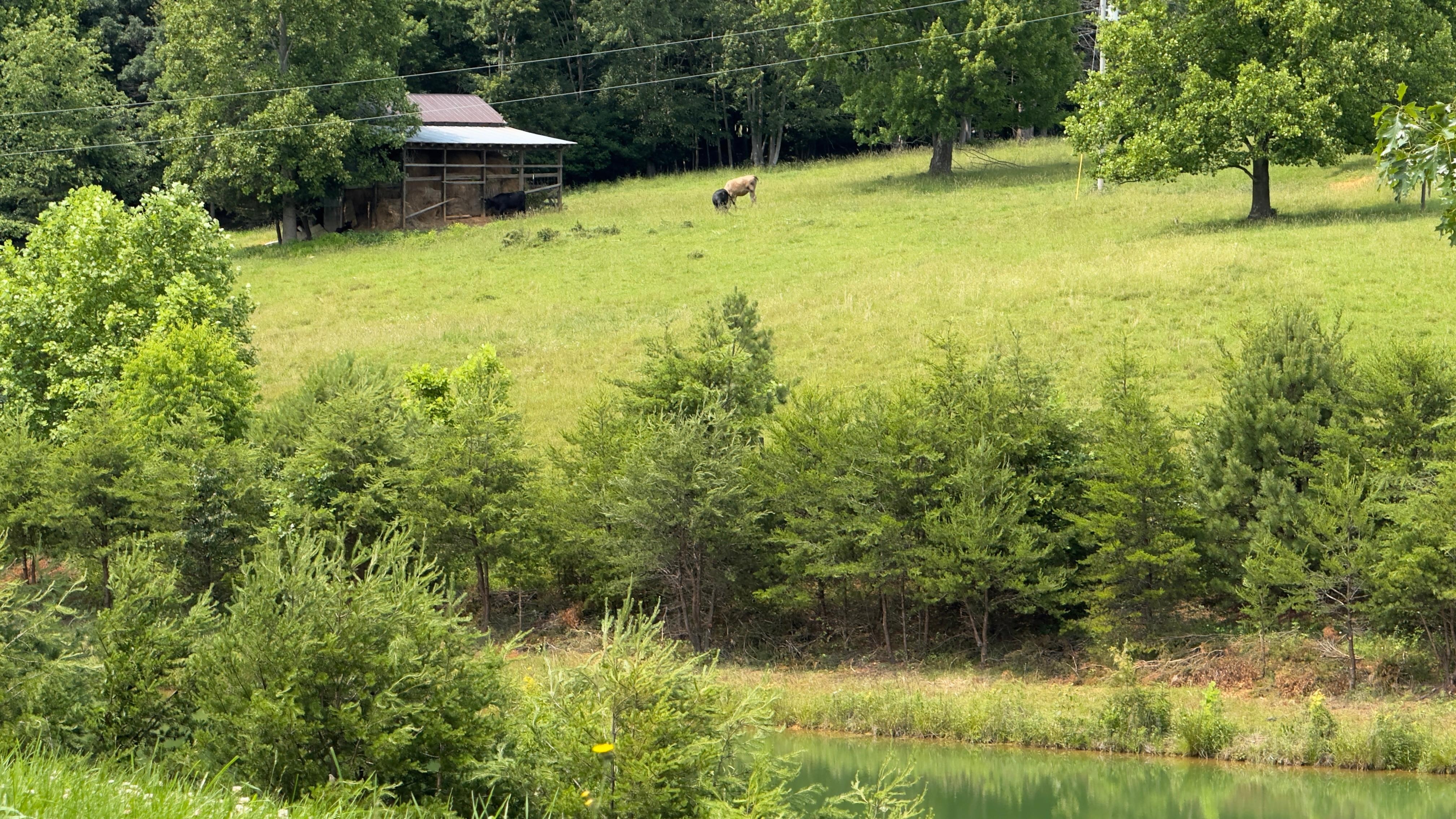 Cows in an adjoining pasture
