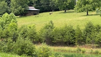 Cows in an adjoining pasture