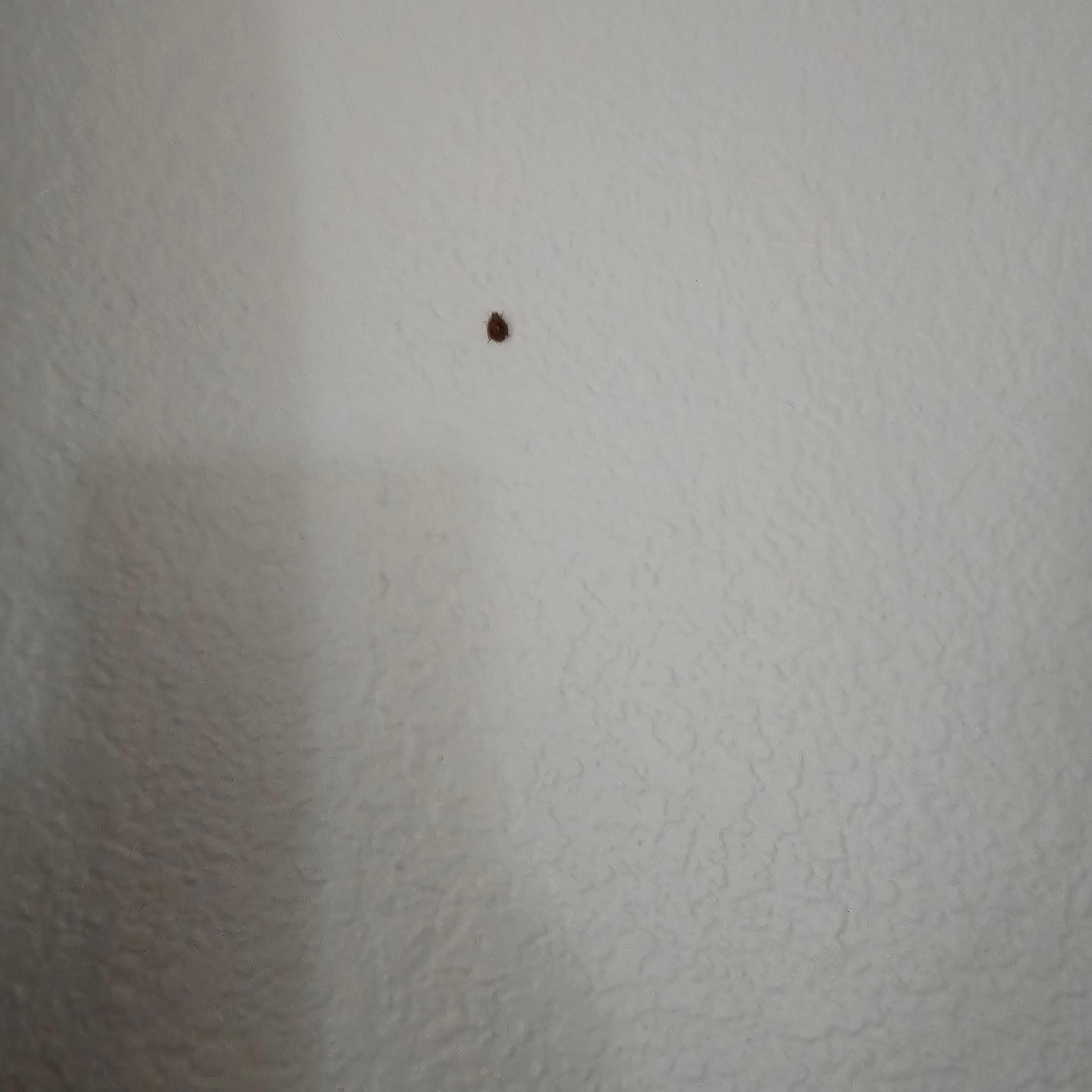 The bug the second time