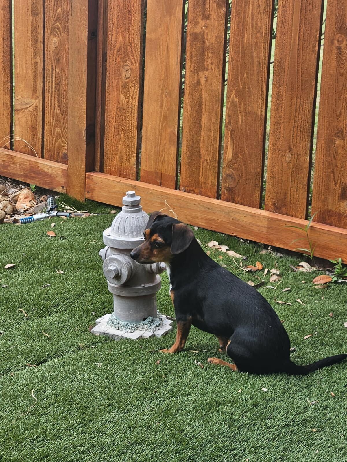 Pepper girl. 