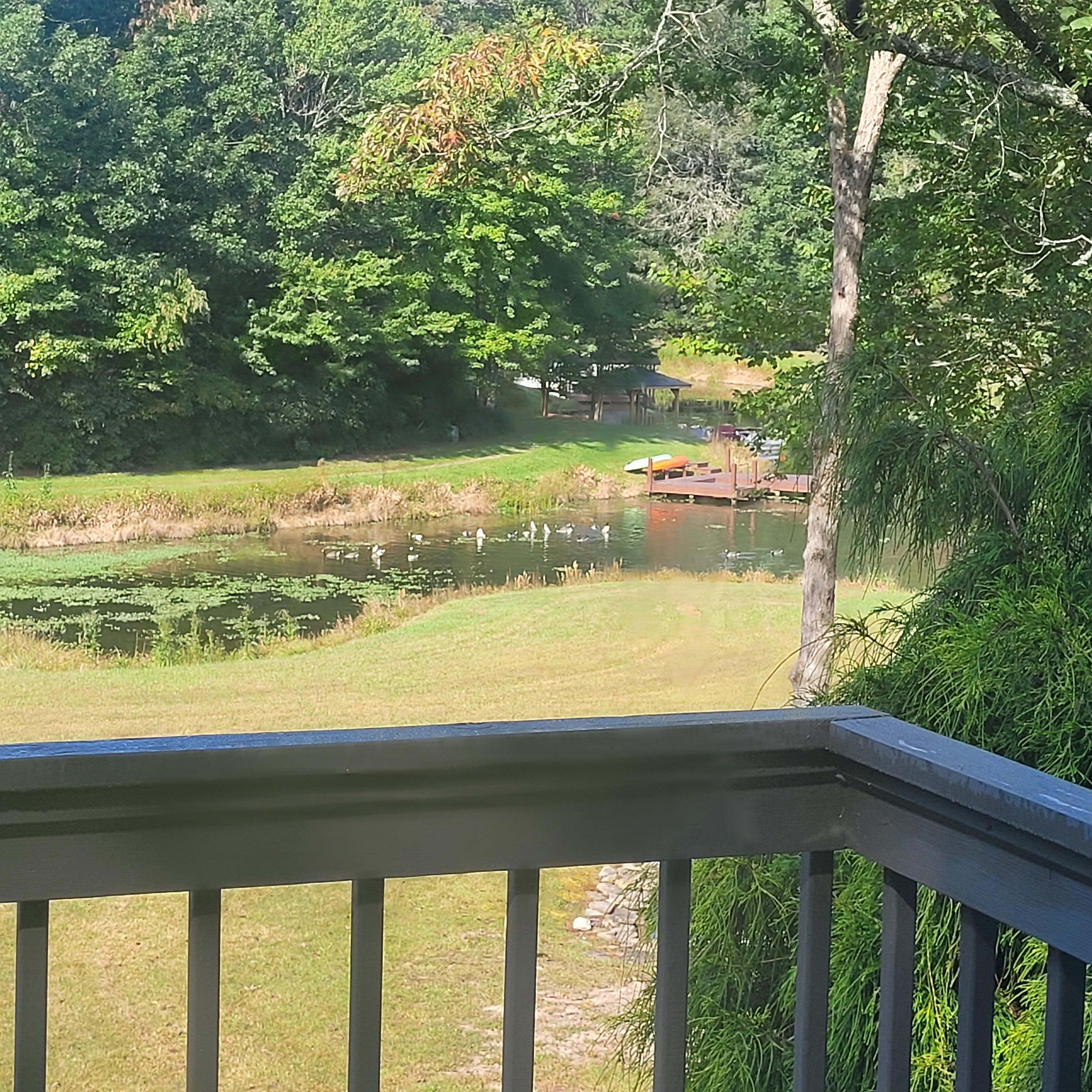 View off deck. Deer in backyard  ducks enjoying a splash in the lake, white squirrels too.
