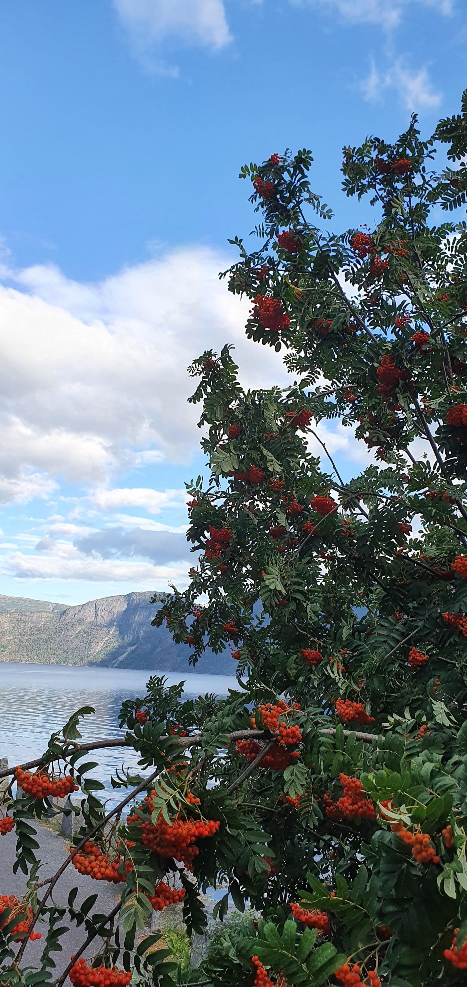 Utsikt utover fjorden.