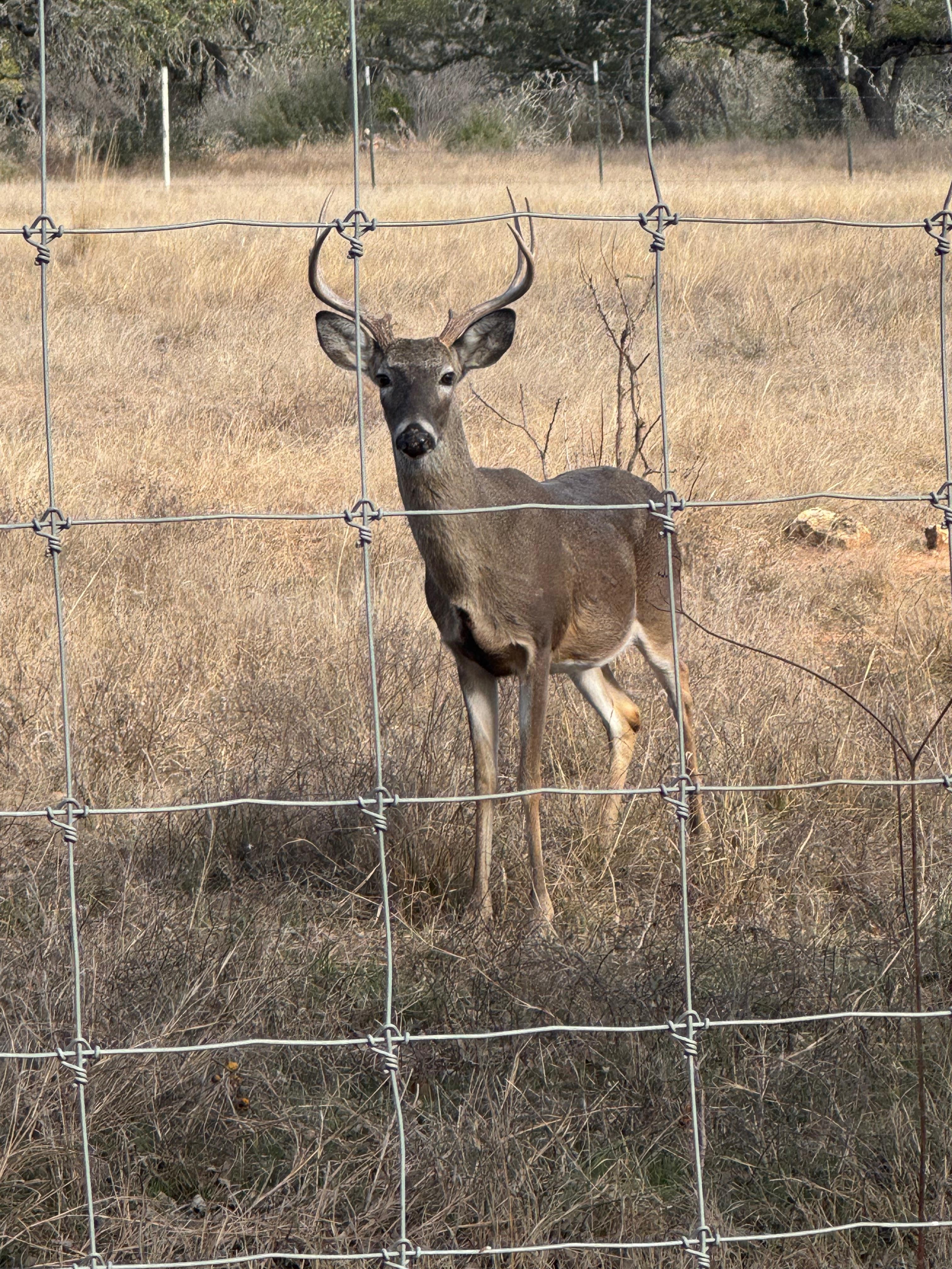 View from back porch