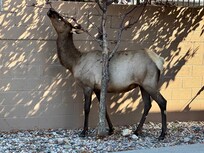 Elk right in the parking lot when we arrived