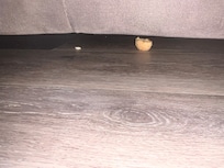 Chips under the pull-up couch