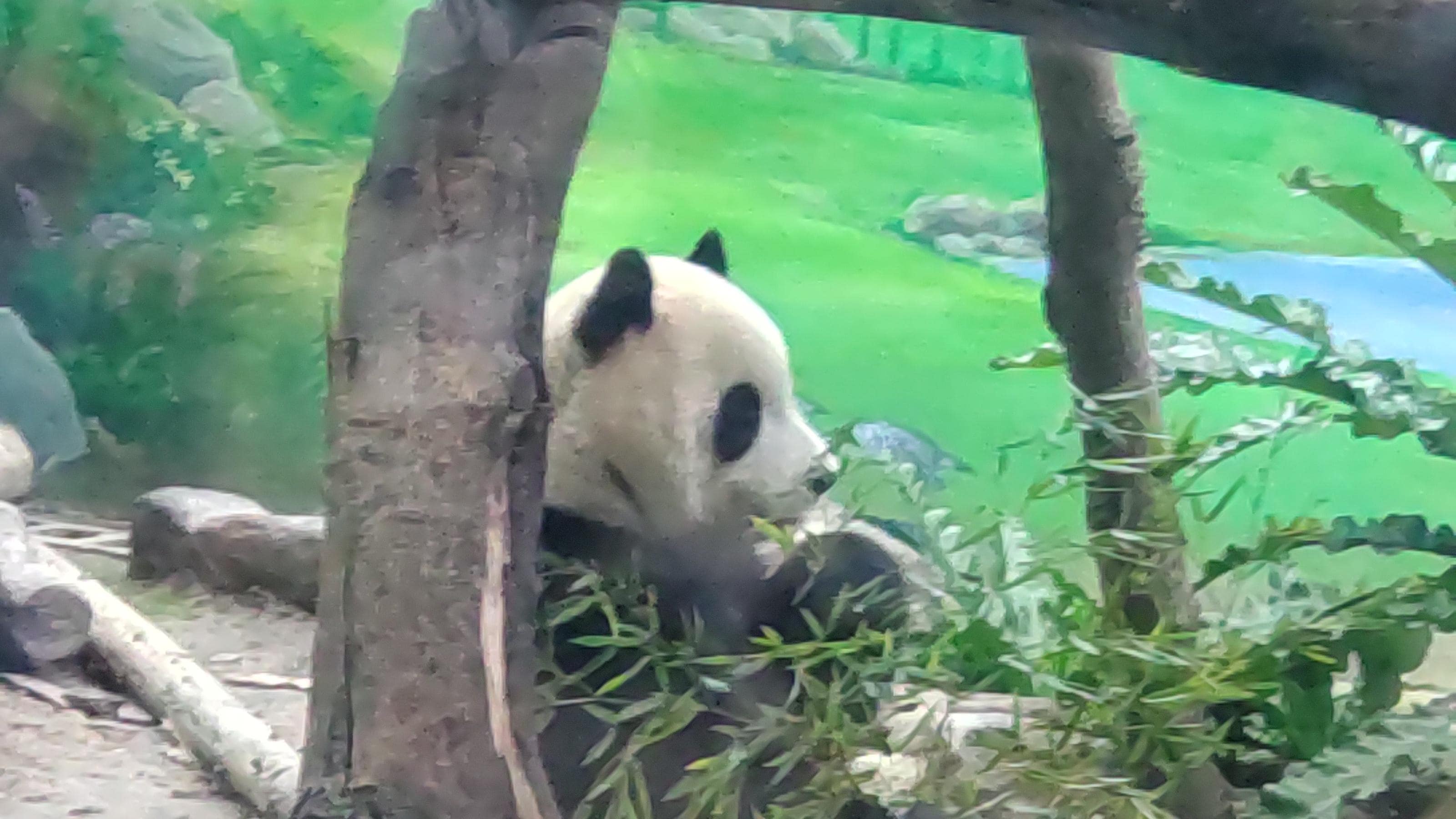 台北市動物園のパンダ