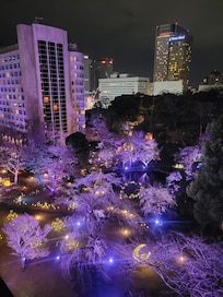 View of the garden from the room.