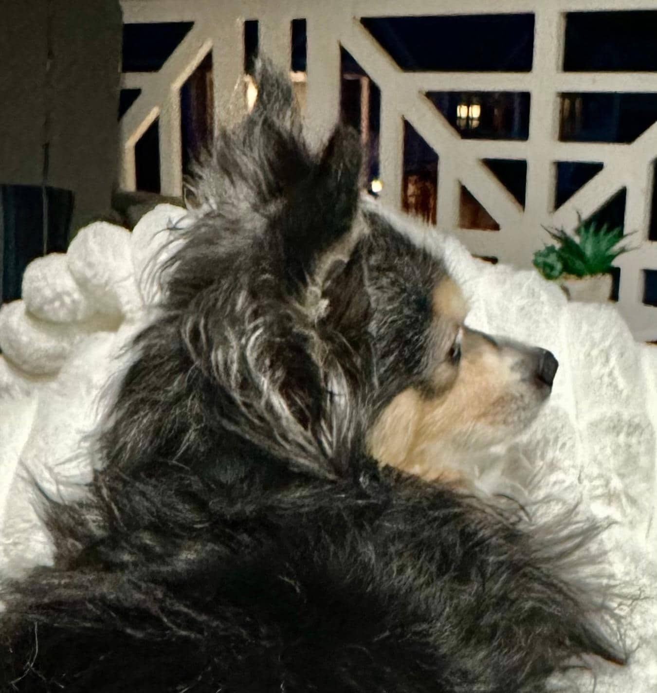 The dog having a great night outside.