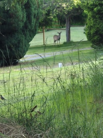 Deer in the neighborhood