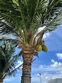 Coconuts on property